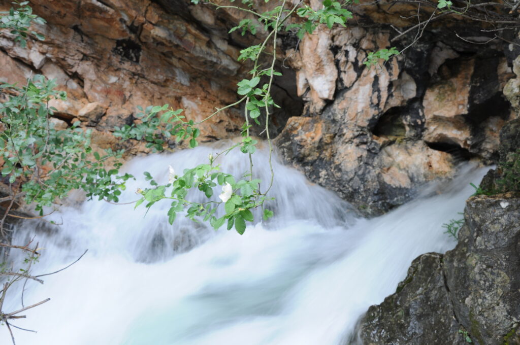 Le Lignan Saint Maurin