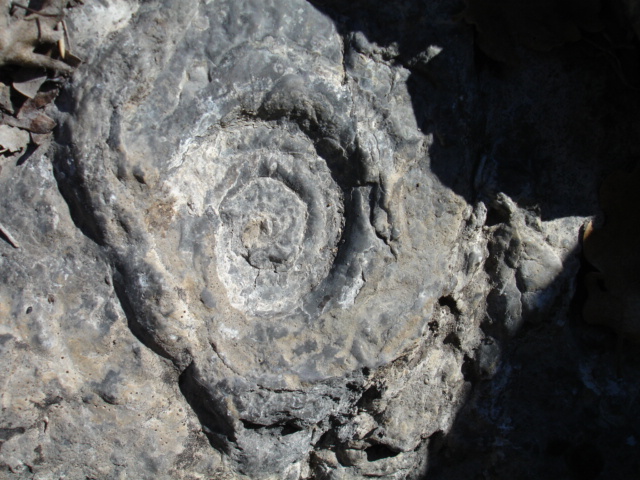 ammonites Gorges du Verdon