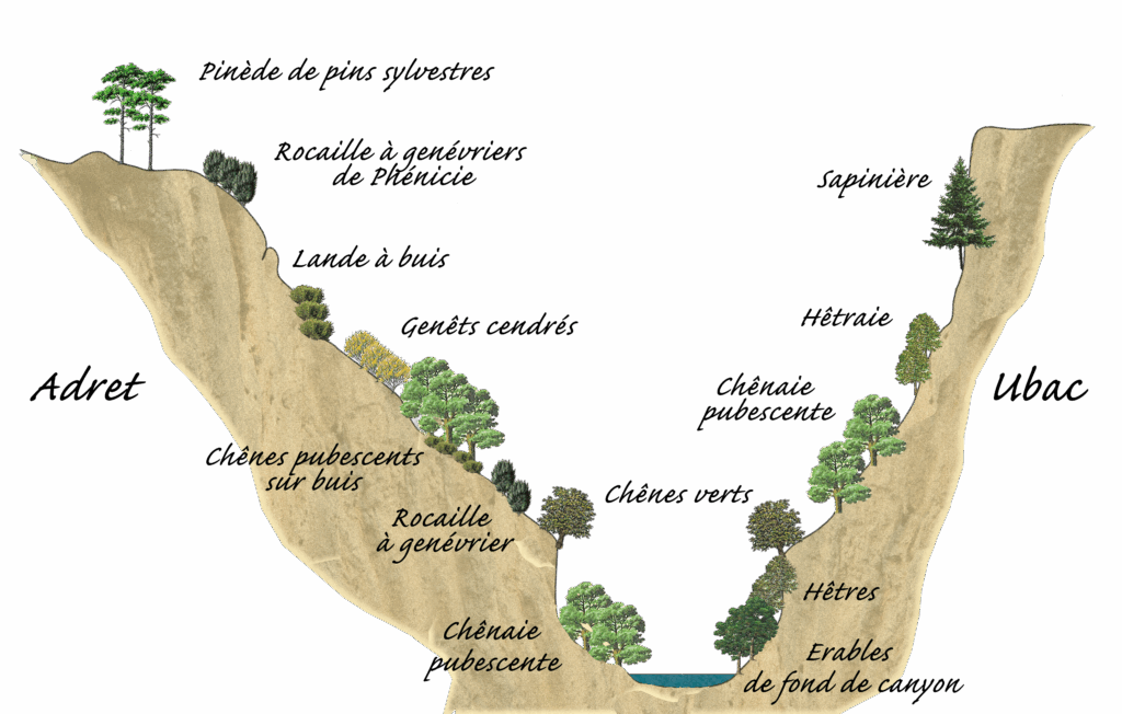 Végétation Grand Canyon du Verdon