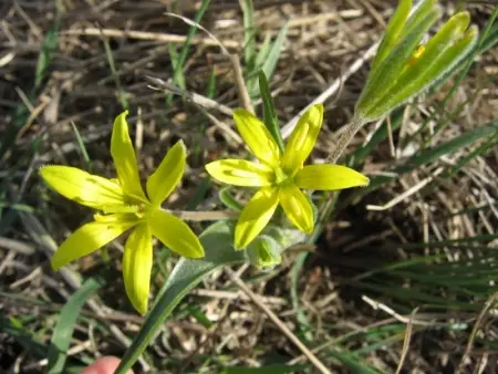 Gagée des Champs - Verdon