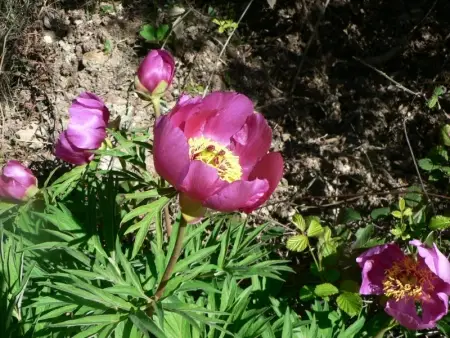 pivoine sauvage La Palud sur Verdon