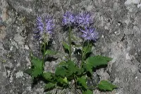 Raiponce de Vilars - La Palud sur Verdon