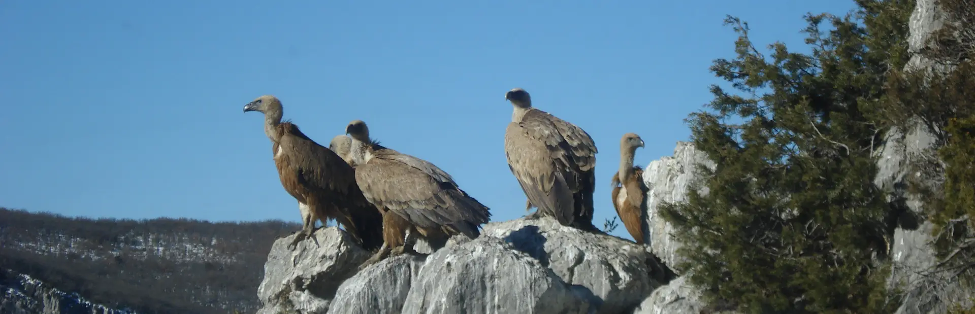 faune et flore du Verdon à La Palud sur Verdon