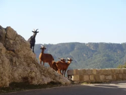 Les chèvre sauvages Les chèvre sauvages