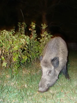 Les sangliers Les sangliers