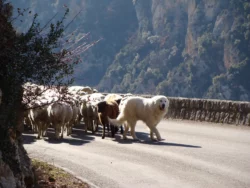 Les moutons Les moutons