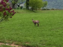 Les chamois Les chamois