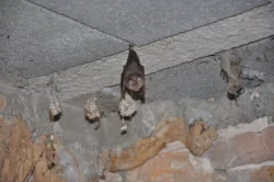 Les petits rinolophes Les petits rinolophes