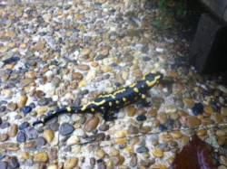 Les salamandres Les salamandres