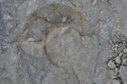 Geologie Gorges du Verdon