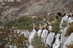 Les vautours Les vautours