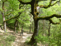 Forêt de chêne Forêt de chêne