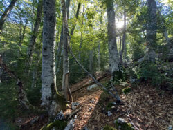 Forêt de hêtres remarquables Forêt de hêtres remarquables