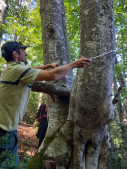 Hêtre remarquable La Palud sur Verdon